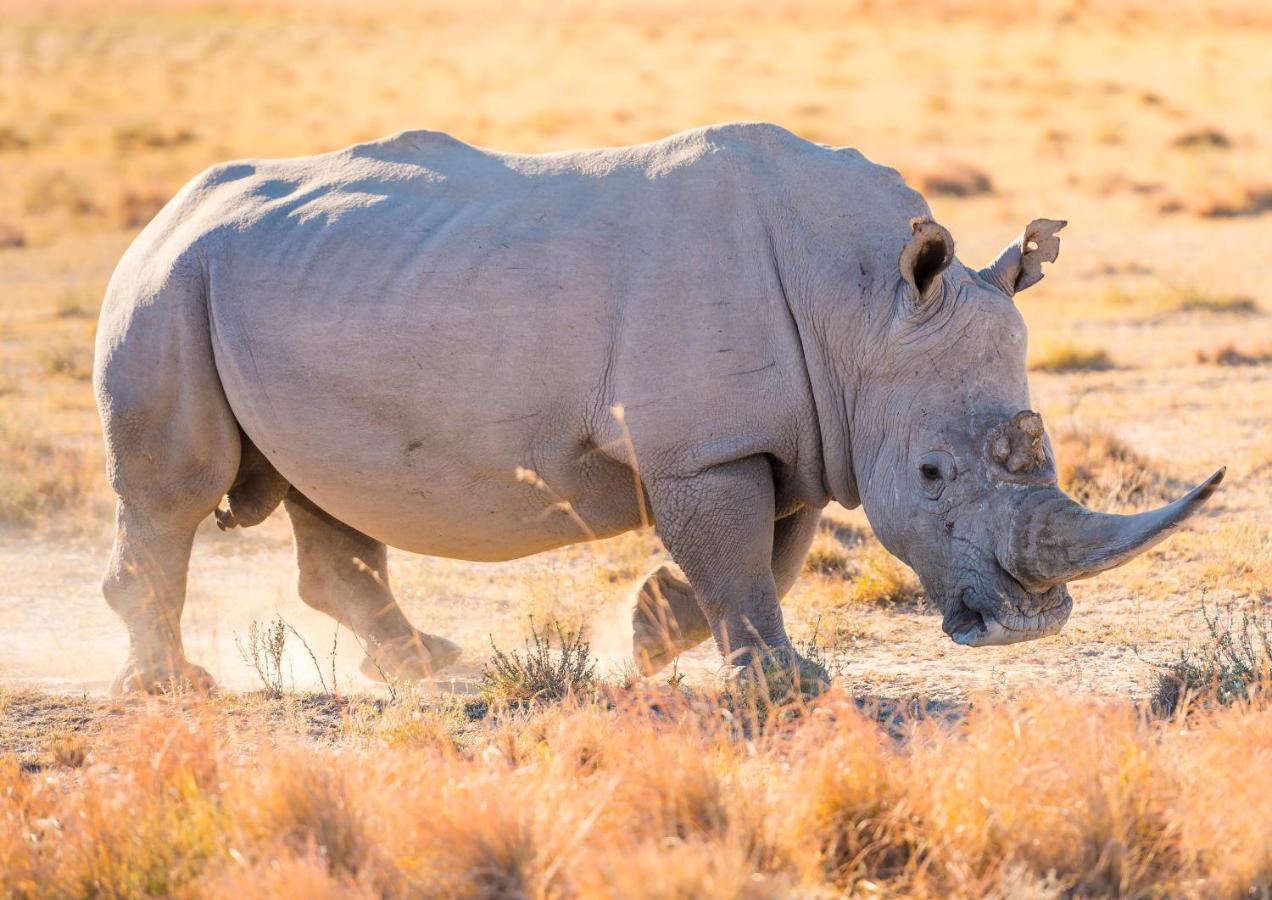 Lions Rock Rapids - Luxury Tented Camp Хейзивью Экстерьер фото