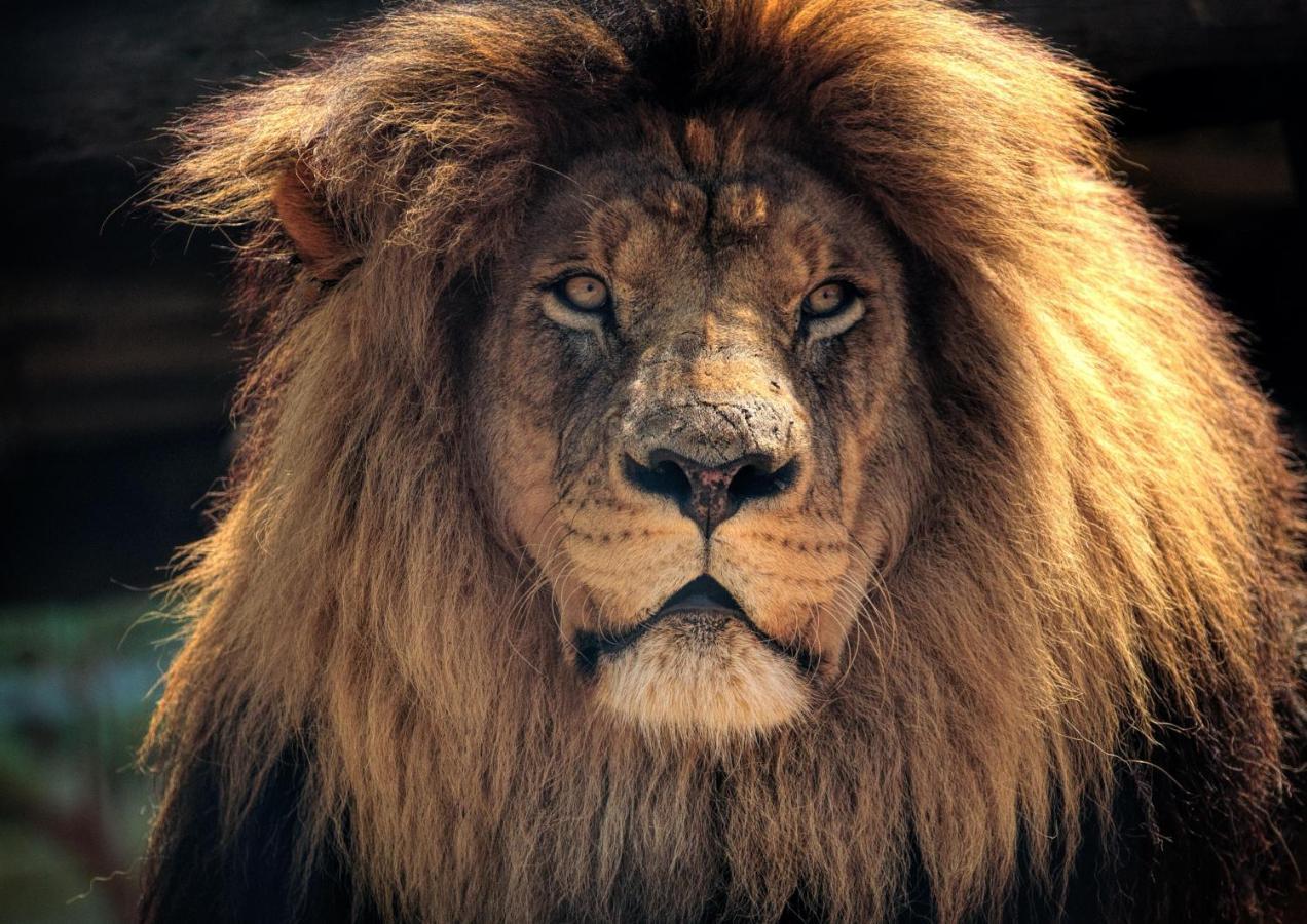 Lions Rock Rapids - Luxury Tented Camp Хейзивью Экстерьер фото